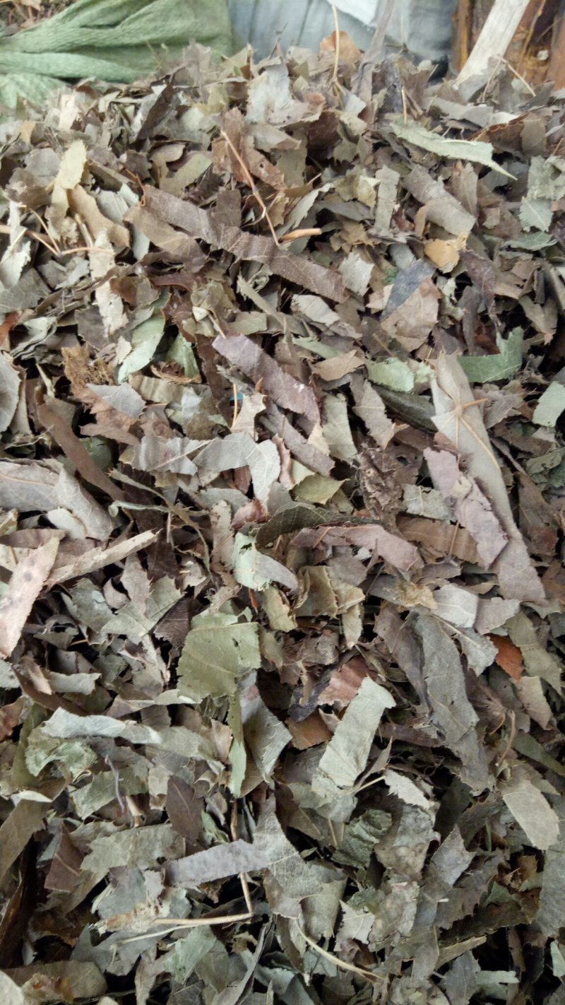 羊角叶淫羊藿