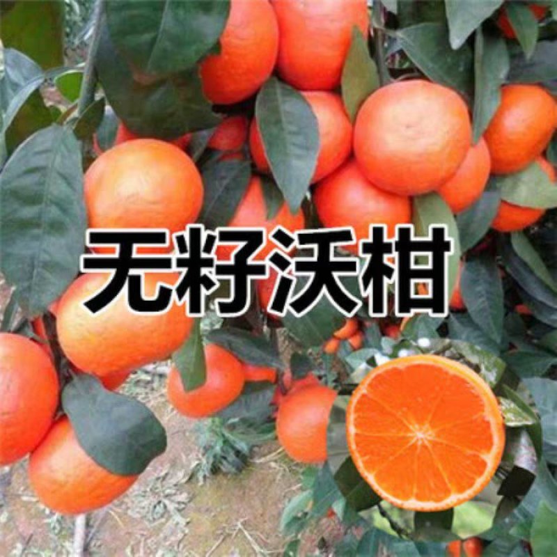 新品种嫁接无籽沃柑柑橘苗包成活包品种现卖现发