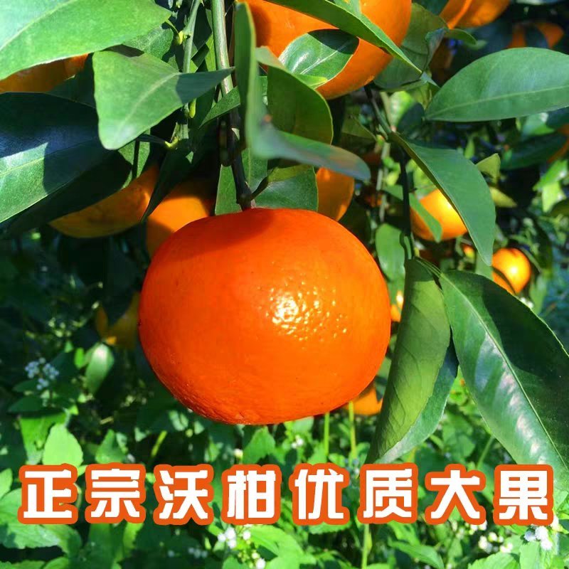 新品种嫁接无籽沃柑柑橘苗包成活包品种现卖现发