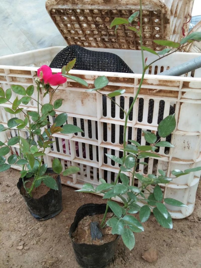 大花月季，丰花月季，花开多色基地直供，量大从优