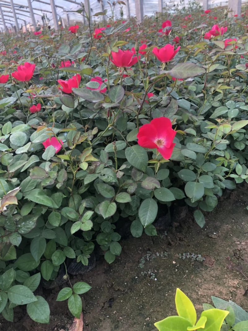大花月季，丰花月季，花开多色基地直供，量大从优