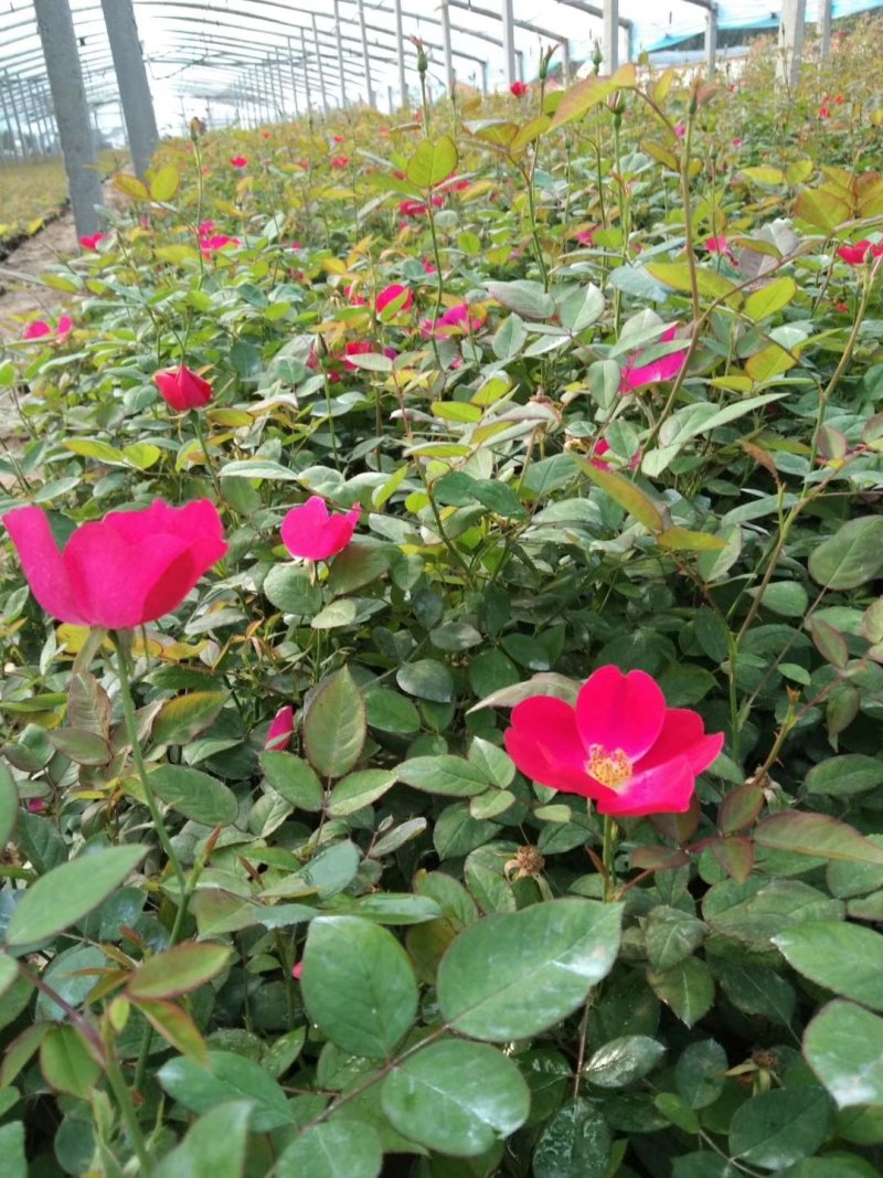 大花月季，丰花月季，花开多色基地直供，量大从优