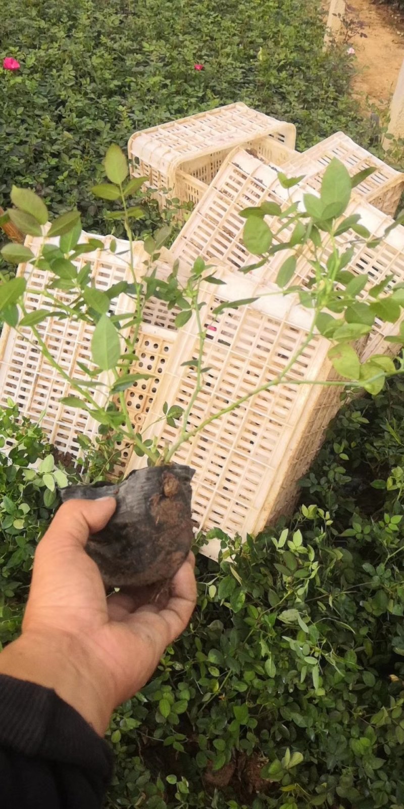 大花月季，丰花月季，花开多色基地直供，量大从优