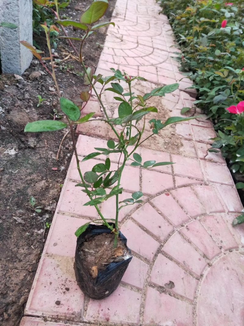 大花月季，丰花月季，花开多色基地直供，量大从优