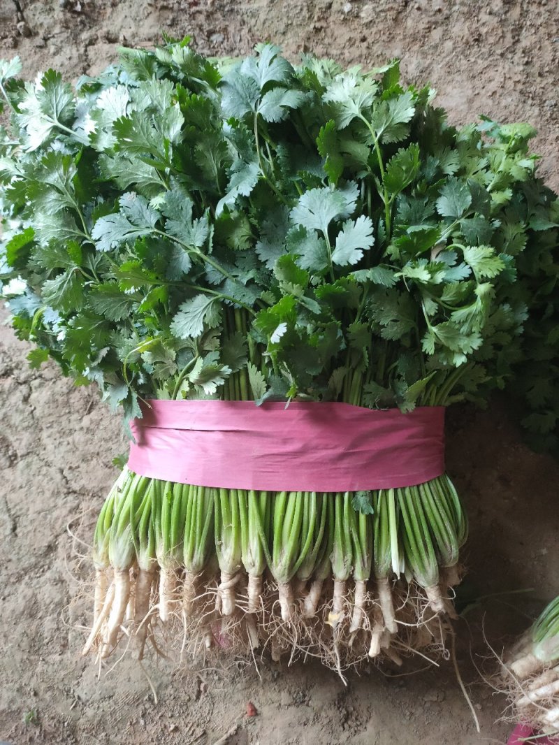 香菜，精品香菜，大量上市，电商，通货，精品香菜