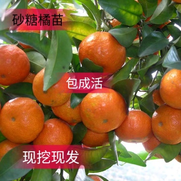 砂糖橘苗肉脆多汁根系好包成活保证品种