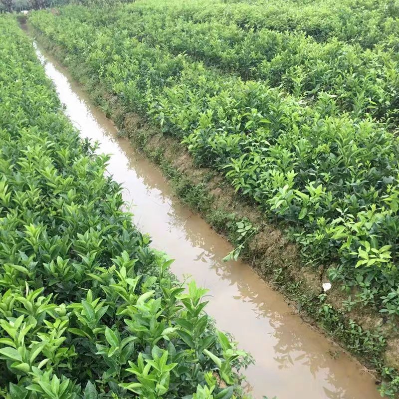 砂糖橘苗肉脆多汁根系好包成活保证品种