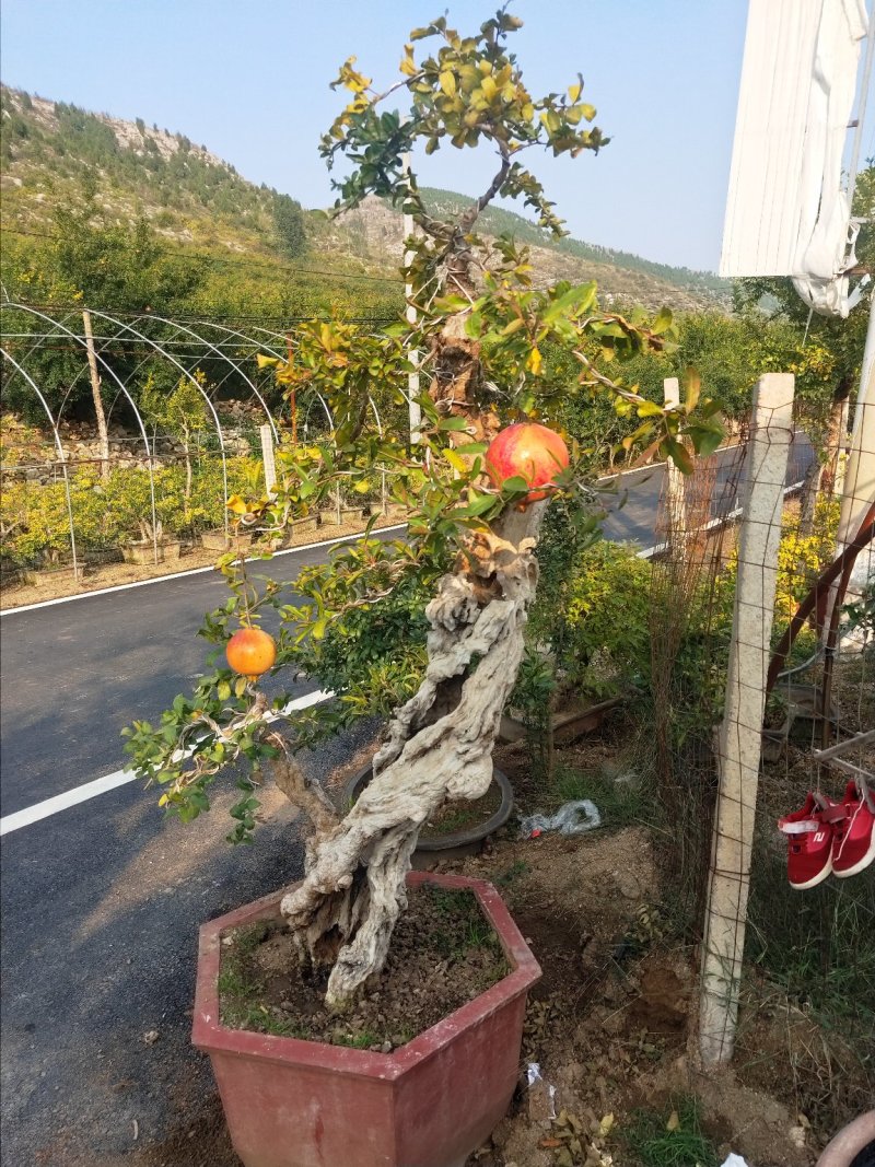 石榴盆景，各种品种，规格，造型石榴树，古石榴树，高杆石榴