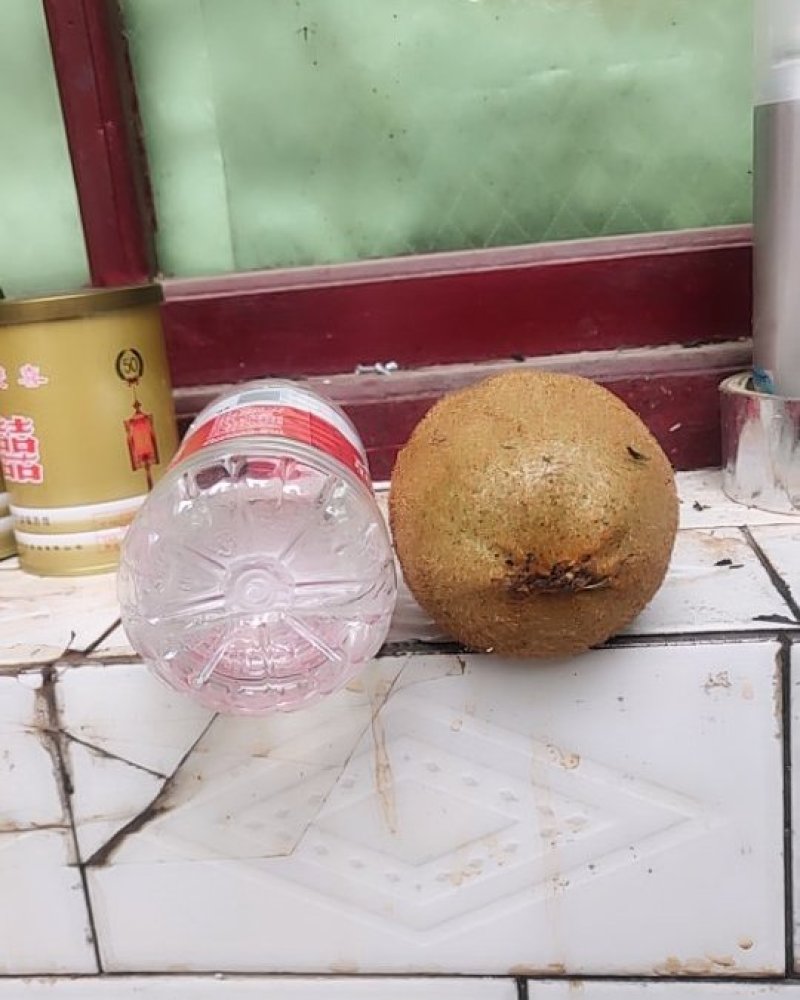 海奥德猕猴桃