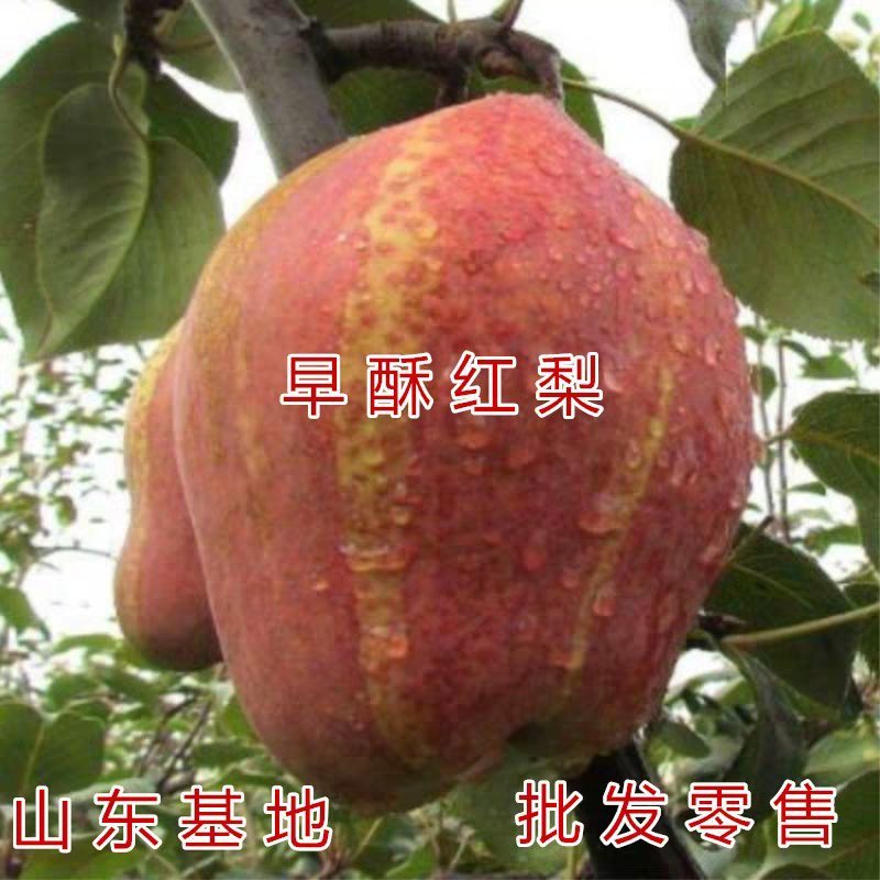 正宗嫁接红梨苗早熟脆甜水分足当年结果