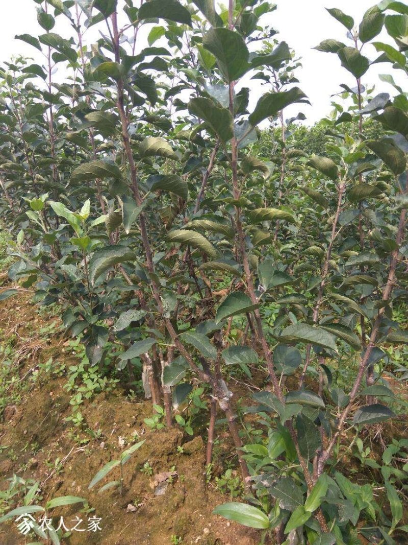【精品】鲁丽苹果树苗新品种维纳斯黄金苹果树苗