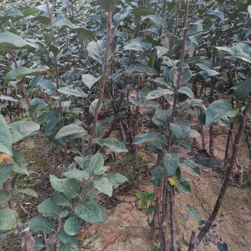【精品】鲁丽苹果树苗新品种维纳斯黄金苹果树苗