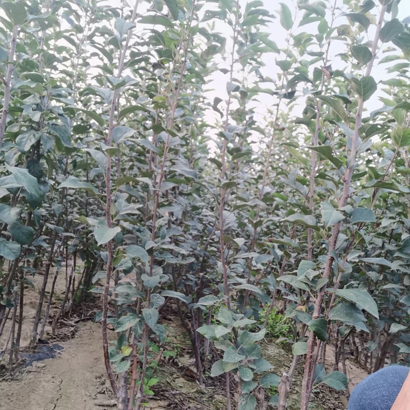 【精品】鲁丽苹果树苗新品种维纳斯黄金苹果树苗