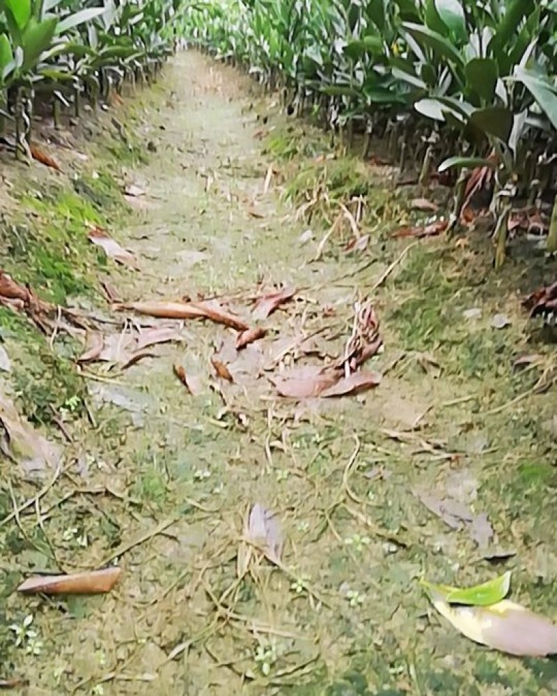 大芬4号特早柑苗7月初成熟品种纯正包邮免费枝术支持