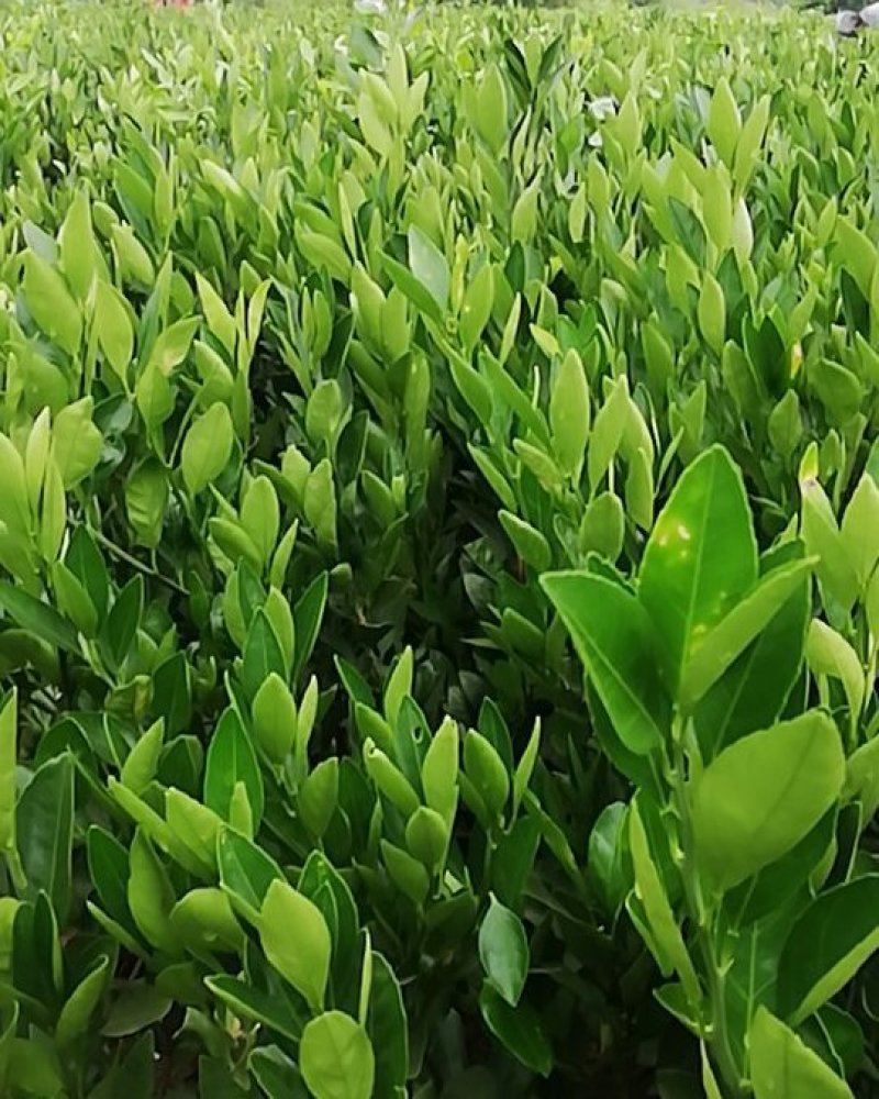 大芬4号特早柑苗7月初成熟品种纯正包邮免费枝术支持