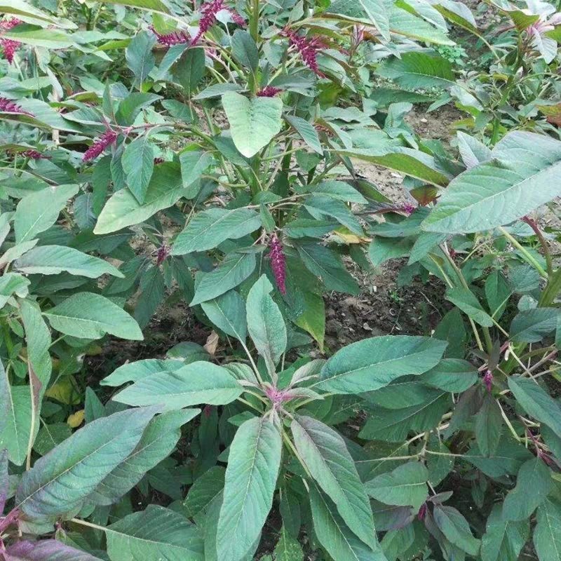 雪樱子种子绿色保健蔬菜种子男性菜种子男人温补特菜种