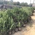 冠幅50-60公分卫矛球基地批发胶东卫矛小毛球产地