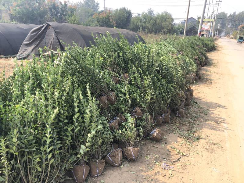 冠幅50-60公分卫矛球基地批发胶东卫矛小毛球产地