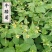 秦岭野生香菊又名牛膝菊珍珠草1斤批发包邮
