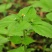 秦岭野生香菊又名牛膝菊珍珠草1斤批发包邮