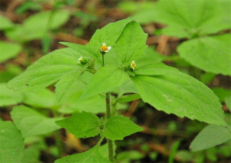 秦岭野生香菊又名牛膝菊珍珠草1斤批发包邮