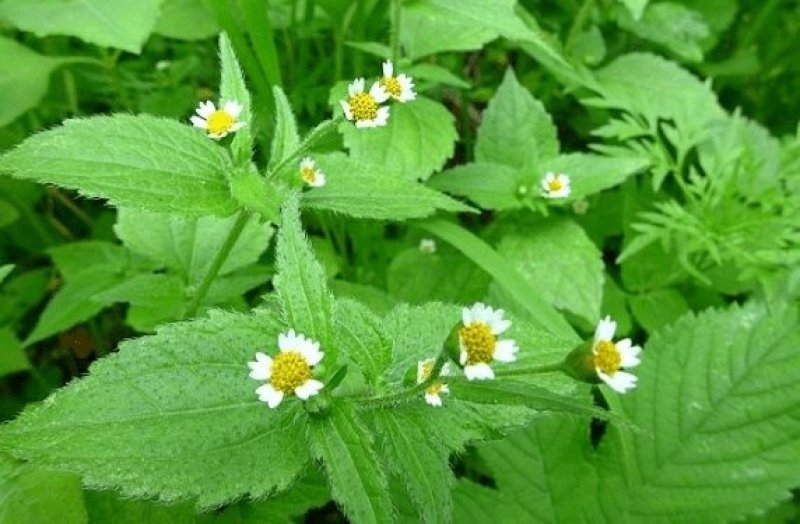 秦岭野生香菊又名牛膝菊珍珠草1斤批发包邮