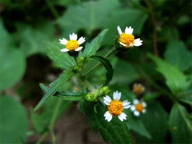 秦岭野生香菊又名牛膝菊珍珠草1斤批发包邮