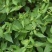 秦岭野生香菊又名牛膝菊珍珠草1斤批发包邮