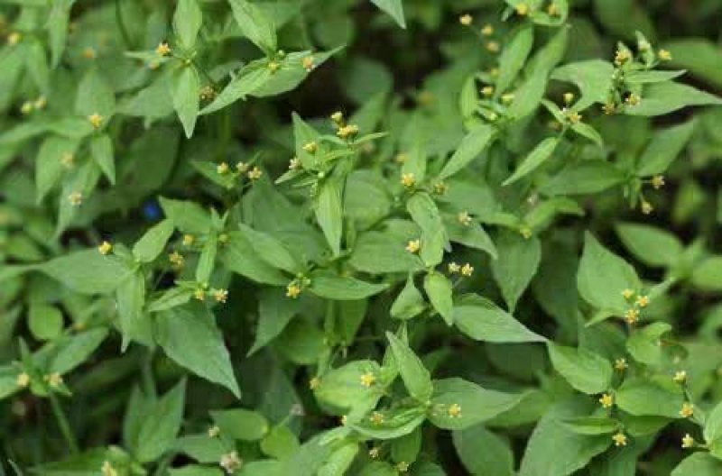 秦岭野生香菊又名牛膝菊珍珠草1斤批发包邮