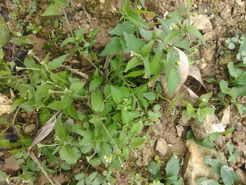 秦岭野生香菊又名牛膝菊珍珠草1斤批发包邮