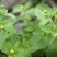 秦岭野生香菊又名牛膝菊珍珠草1斤批发包邮