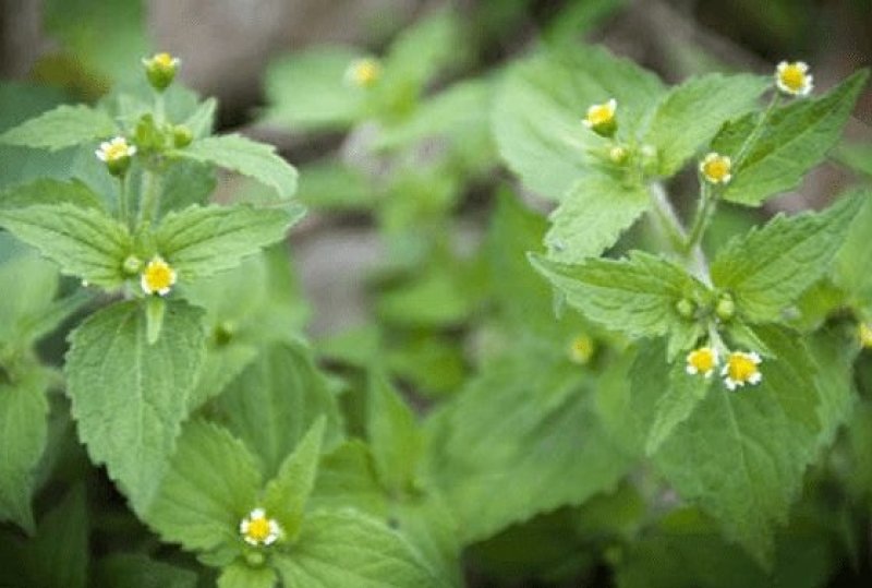 秦岭野生香菊又名牛膝菊珍珠草1斤批发包邮