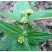 秦岭野生香菊又名牛膝菊珍珠草1斤批发包邮