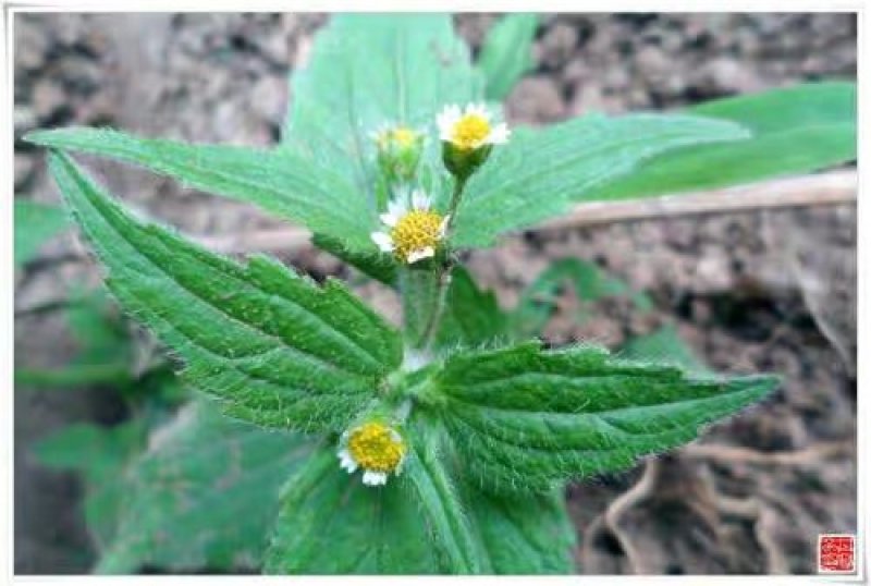 秦岭野生香菊又名牛膝菊珍珠草1斤批发包邮