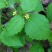 秦岭野生香菊又名牛膝菊珍珠草1斤批发包邮