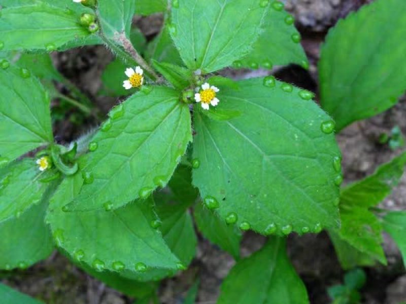 秦岭野生香菊又名牛膝菊珍珠草1斤批发包邮