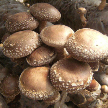 香菇