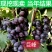 巨峰葡萄苗基地直销，个大，口感好，高产量，易成活