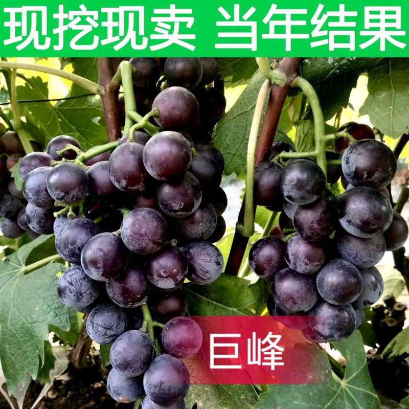 巨峰葡萄苗基地直销，个大，口感好，高产量，易成活