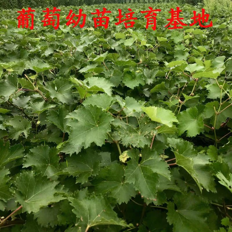 巨峰葡萄苗基地直销，个大，口感好，高产量，易成活