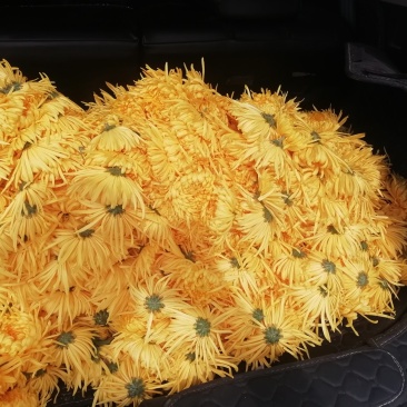 金丝皇菊