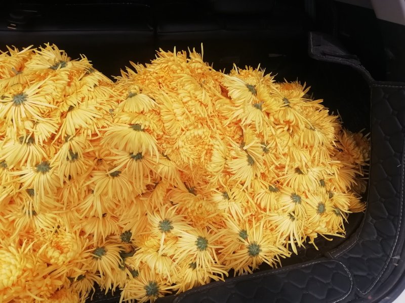 金丝皇菊