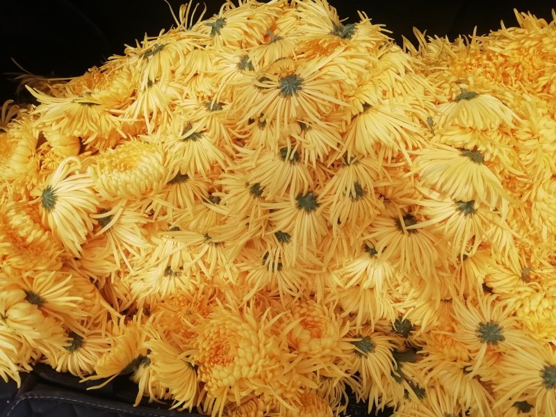 金丝皇菊