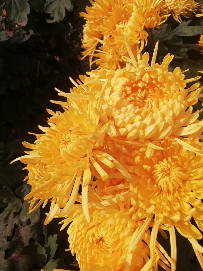 金丝皇菊