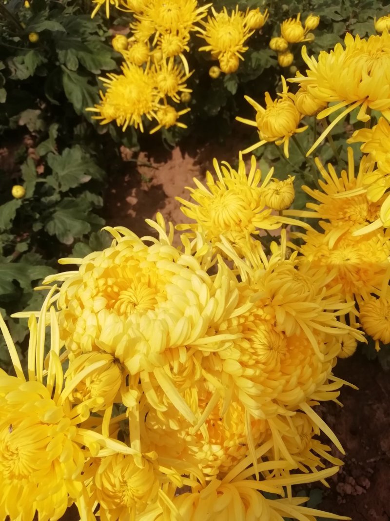 金丝皇菊