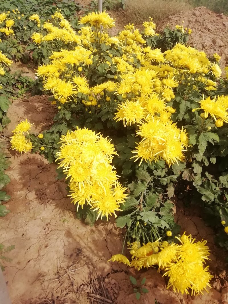 金丝皇菊