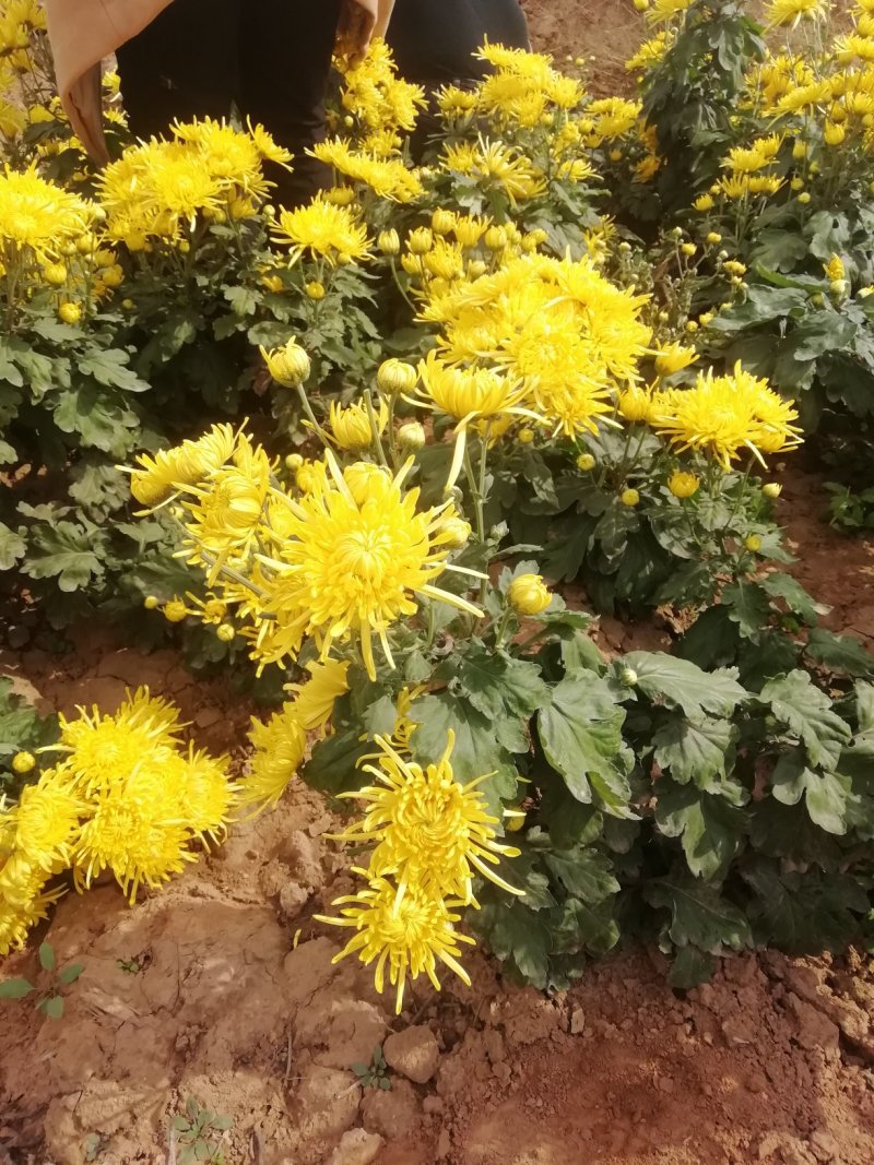 金丝皇菊
