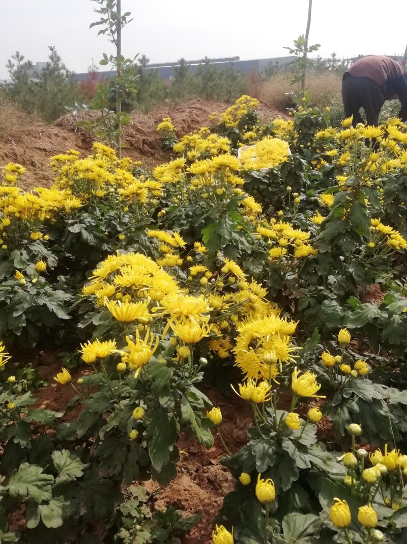 金丝皇菊
