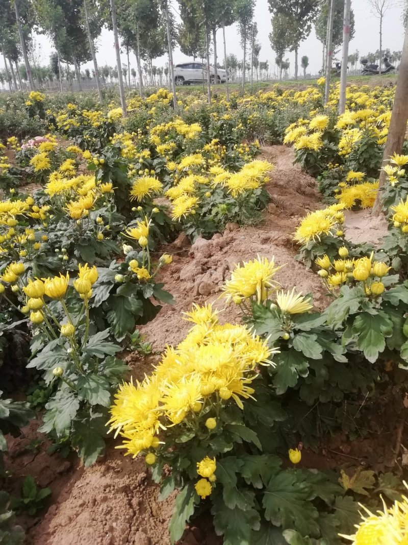 金丝皇菊
