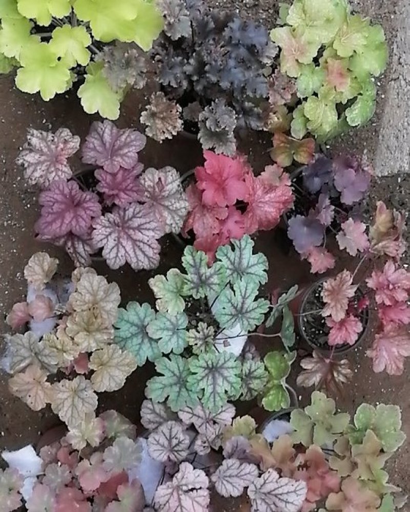 矾根植物，观赏性四季变色
